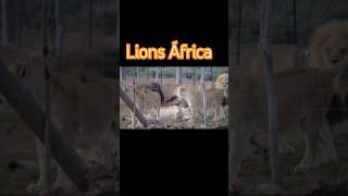 lions and lionesses in captivity [upl. by Elokin321]