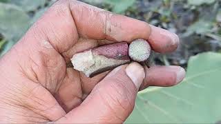 TaroHow to grow colocasia EsculentaBlack water [upl. by Noemys]