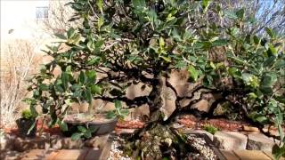 California Live Black Oak 2017 bonsai tree [upl. by Enimsay]