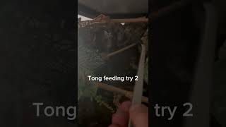 Crested gecko tong feeding progress [upl. by Brendis]