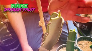 DRAGON FRUIT GRAFTING MEGA MIX  Flat Graft Drill Bit Method Seedling Grafts and More [upl. by Atnamas]