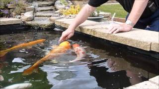 Koi Pond and feeding Prawns [upl. by Kcin]