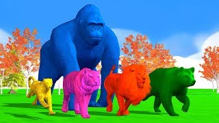 Crazy Gorilla finger family song for kidsNursery RhymesTigerLionBearcheethaArcus N Media Kids [upl. by Anana]