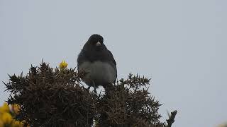 Darkeyed Junco  singing  Rattray Head  Aberdeenshire  100523 [upl. by Amek469]