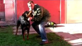 Rottweiler Baco Gefahr oder Familiensegen [upl. by Ramyar]