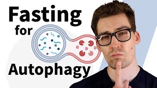 How long of a Fast for Autophagy [upl. by Ayrotal]