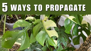 5 Ways to Propagate Rhaphidophora Tetrasperma Mini Monstera [upl. by Eniamret]