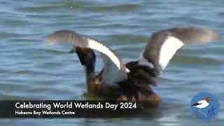 Hobsons Bay Wetlands Centre  Celebrating World Wetlands Day [upl. by Monte]