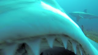 Great White Shark attacks our boat [upl. by Dowski516]