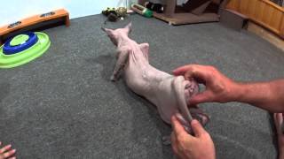 Acupressure for a cat in heat How to deal with your cat in heat [upl. by Inahpets]