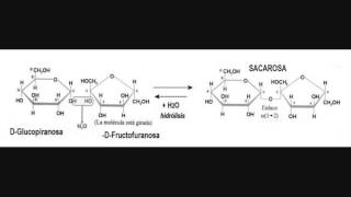 Biología  Disacaridos [upl. by Anaejer]
