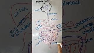 Digestive system digestivesystem humananatomy shorts shortvideo viralshort ytshorts [upl. by Airamas]