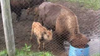 Buffalo Farm  La Terre des Bisons Rawdon Quebec Canada [upl. by Ethelred138]