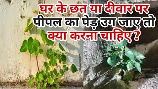 Peepal Tree  How to Remove Peepal Tree Methods  Peepal ka Ped Kaise Hataye  पीपल पेड़ केसे हटायें [upl. by Analos679]