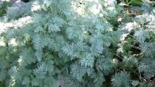 Powis Castle Artemisia Lisas Landscape amp Design quotPlant Pick of the Dayquot [upl. by Atiuqal]