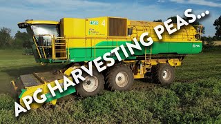 4Kᵁᴴᴰ Harvest 2024 APG harvesting peas near Ipswich [upl. by Otrebogir]