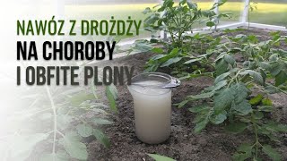 NAWÓZ Z DROŻDŻY  STYMULATOR  Pomidory Ogórki Papryka [upl. by Annahs]