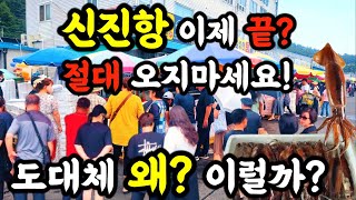 신진항 이제 끝 절대 오지마세요 도대체 왜 이럴까 신진항 오징어 수산물수산시장 시장 폭락 먹거리 할인 서해안 동해안 속초 휴가철 노량진 가락수산시장 [upl. by Ecydnak804]