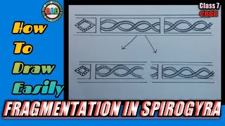 fragmentation in spirogyra diagram  spirogyra diagram  how to draw fragmentation in spirogyra [upl. by Agnew]