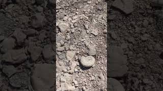 Fossil hunting for Ammonites in North Texas [upl. by Wystand]