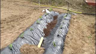 Como plantar tomates con plástico y riego por goteo paso a paso  el huerto de Kevin 🌱 [upl. by Karilynn]