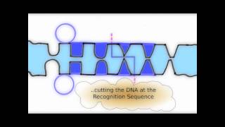 How Restriction Enzymes interact with DNA [upl. by Ettennaj]