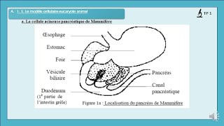 TP Cell TP1 V2 Début Pancréas [upl. by Siramaj]