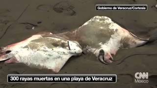 300 rayas muertas en una playa de Veracruz [upl. by Inimak]