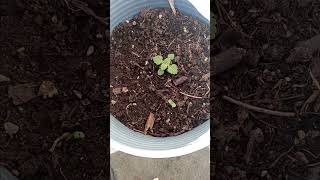 Purple Coneflowers and Catnip purpleflowers catnip seedlingproject outdoor houseplants [upl. by Oirretno]