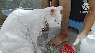 White 🤍 Persian Cat 😺 Having Bath 🚿 Once Upon Time She Is Extreme Level Aggressive Cat [upl. by Ame324]