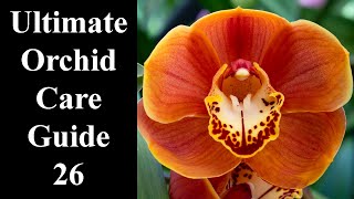 How to care for orchids  The Ultimate Guide 2024🌺🌿 episode 26 [upl. by Ettevey]