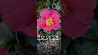 Camellia Sasanqua Yuletide [upl. by Rehpotsirahc]