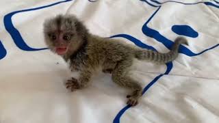 So adorable marmoset and tamarin Monkey [upl. by Llessur]