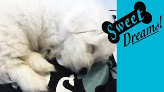 Dog Barking Soothe Your Pet Now with Calming White Noise  Dog Sleep Sounds 10 Hours [upl. by Goggin684]