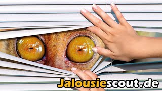 Jalousiescout  Ihr OnlineShop für Plissees Jalousien Rollos Markisen und mehr [upl. by Ardnik]