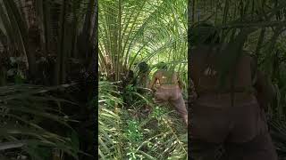 Palm Oil HARVESTING Secrets You Wont Believe part 27 palmoil palmoilplantation palmoilfarming [upl. by Anircam186]