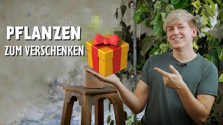 TOP 7 Zimmerpflanzen zum Verschenken 🎁 DIESE Pflanzen machen jede Person glücklich [upl. by Otilopih704]