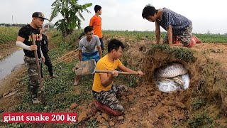 Top 2 BEST VIDEO  Skill Catch Poisonous Snakes Of Professional Hunters [upl. by Natsyrk530]