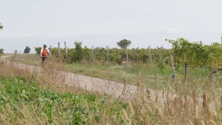 Weinradwege im Weinviertel [upl. by Yasnil]