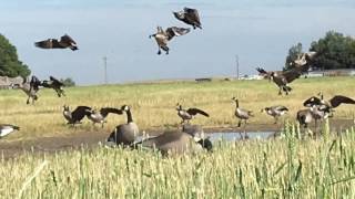 Decoying geese over Dave smith decoys [upl. by Gee108]