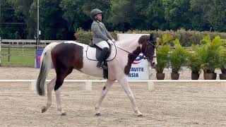 STCEC ANNUAL HORSE SHOW 2024 DAY 3  WON 2ND PLACE FROM 27 PARTICIPANTS ALHAMDULILLAH [upl. by Zasuwa]