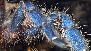 Rehousing my Brazilian Blue Dwarf Beauty Tarantula [upl. by Erle]