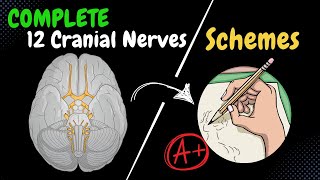 All cranial nerve schemes in JUST one video [upl. by Erialcyram491]