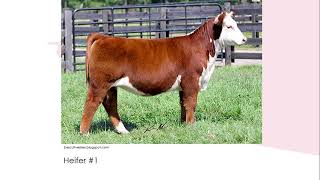 Online Livestock Judging Class 1 Hereford Heifers [upl. by Nowd666]