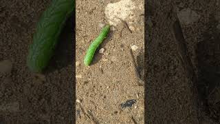 Why did the caterpillar cross the road A Burnished Brass caterpillar [upl. by Nonie740]