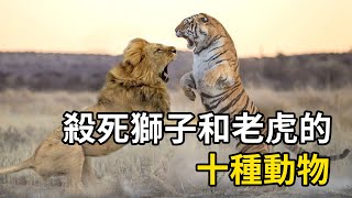 能輕鬆殺死獅子和老虎的十種動物，獅吹虎吹要注意了！ [upl. by Selle]