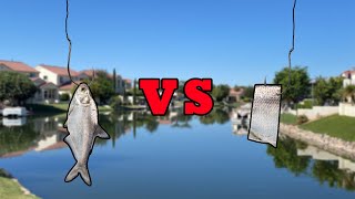 LIVE BAIT VS CUT BAIT  What Bait Catches More Fish [upl. by Beltran292]