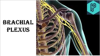 BRACHIAL PLEXUS [upl. by Conley]