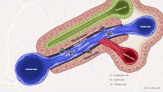 Liver  1 Portal Venous Anatomy [upl. by Wilie767]