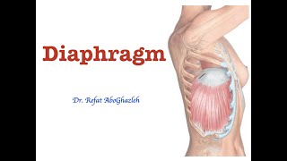 Anatomy of Diaphragm [upl. by Ailehs]